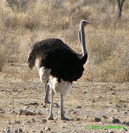 Strau&szlig; (m&auml;nnlich)